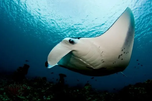 Manta rays at Coral Bay in western Australia