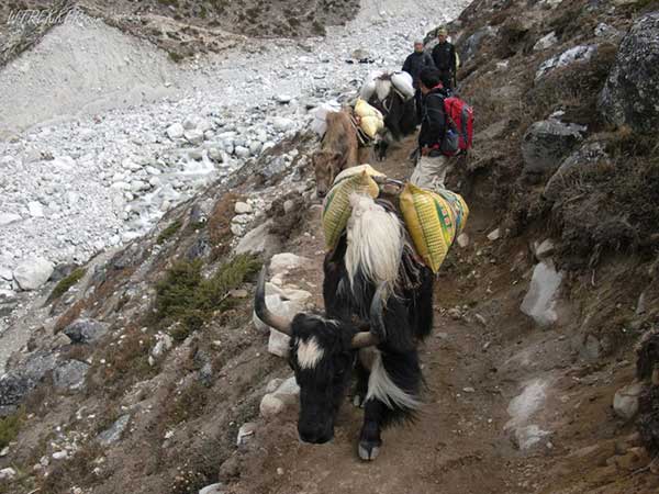 Get out of way when Yaks come 