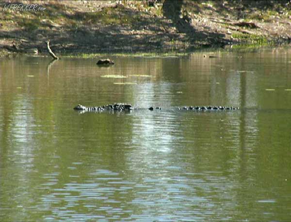 Giant Crocodile turns up while fishing in the Billabong